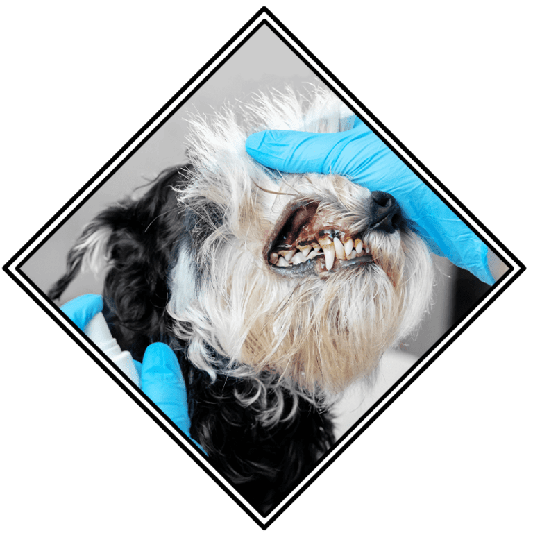 cat-dog-teeth-cleaning-in-fishers-in-brookschool-road-veterinary