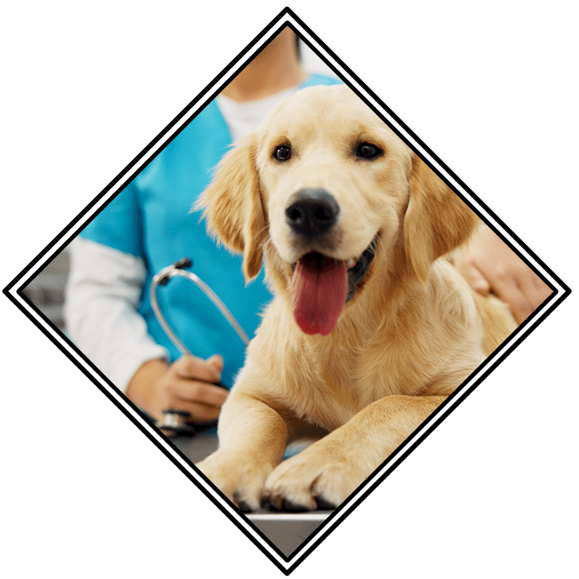 Veterinary Careers In Fishers In Veterinary Careers In Fishers In