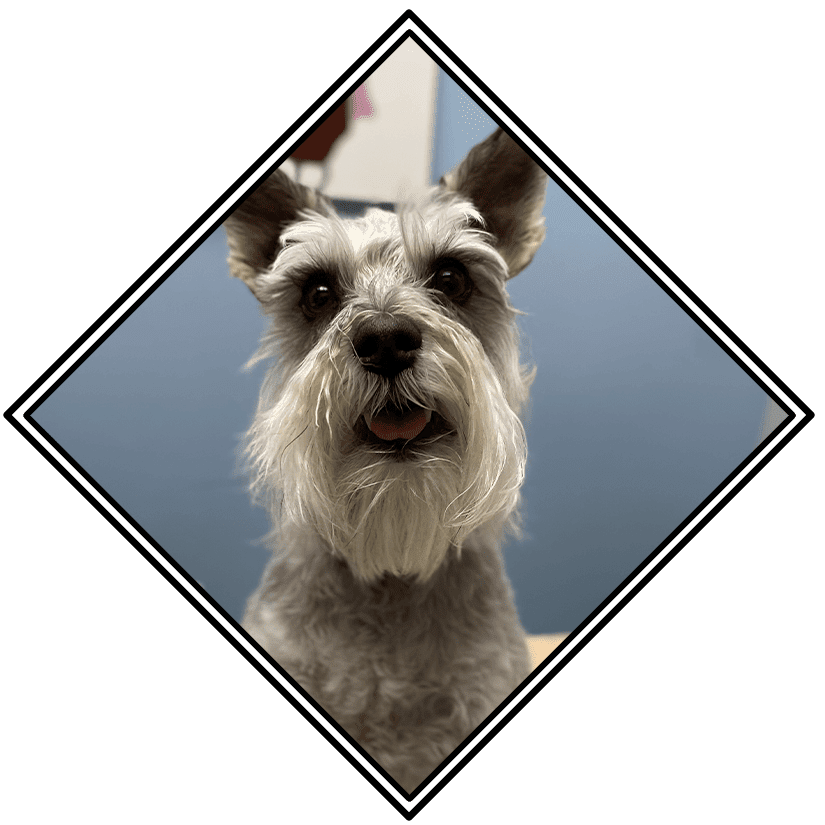 Happy Scottish Terrier Happy Scottish Terrier