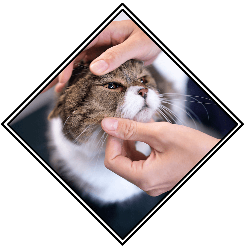 Pet Urgent And Emergency Care In Fishers In Pet Urgent And Emergency Care In Fishers In
