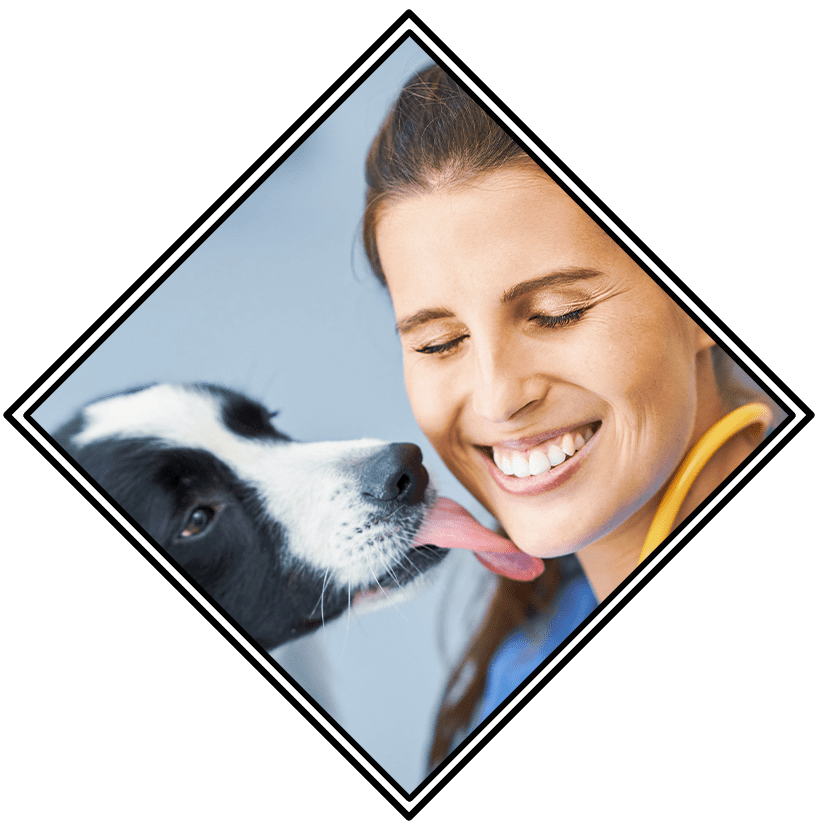 fluffy border collie licking happy female doctor's face